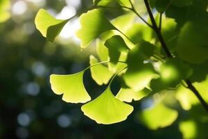 green Gingko against sunlight on background photo