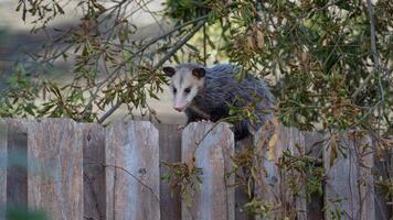 An opossum sheltered by a tree during the day. photo