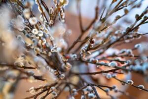 Close up view of willow branches, highlighting the soft, fuzzy texture of the buds and the intricate network of branches creating a beautiful spring decoration photo