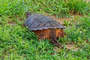 Backside of a snapping turtle photo