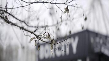 Dry maple seeds hanging from a tree branch are swinging in the wind. Action photo