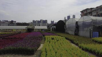 Explore the vibrant and colorful flower fields complete with greenhouses set against a city skyline. Media photo