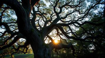 Large Tree Silhouette at Sunset with Branching Canopy and Sunlight photo