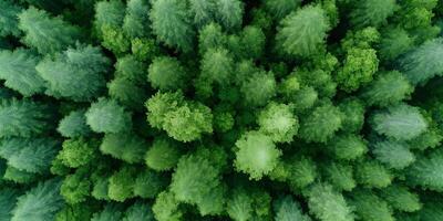 Lush green forest canopy viewed from above showcasing diverse tree species and vibrant foliage creating a serene natural environment concept photo