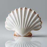 a white shell with a shell on it photo