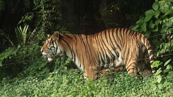 A Bengal tiger walks back and forth in its enclosure, partially concealed by lush greenery with distinct orange and black striped fur contrasting the dense foliage video
