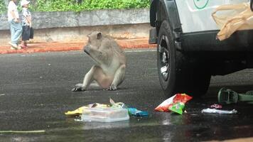 A monkey steals snacks from a car, sits on wet asphalt, and licks a chocolate wrapper while surrounded by scattered plastic waste near a vehicle video