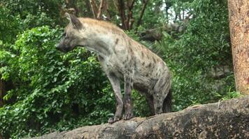 A hyena stands on a large rock, looking around while surrounded by lush green foliage and dense vegetation in its natural habitat video