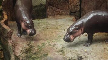 Two pygmy hippos confront each other in an enclosure, baring teeth and growling, with wet ground and wooden structures behind video