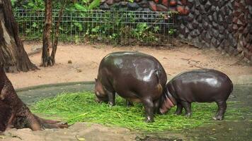 Pygmy hippos feeding on grass in their enclosure at Khao Kheow Open Zoo, Thailand, with a textured stone wall and greenery in the background video