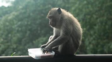 A macaque monkey on a ledge inspects colorful snacks in a transparent container, surrounded by greenery video