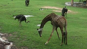 A giraffe and an ostrich graze on lush green grass in a natural setting with wet earth patches, while the giraffe picks up and eats something from the ground video