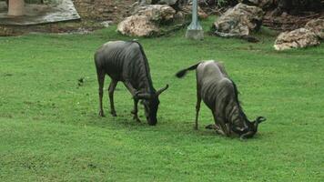 Two wildebeests grazing on lush green grass in a natural setting, using their heads to dig or scratch the ground amidst rocks and sparse vegetation video