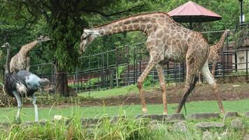 A giraffe follows an ostrich through a lush green environment with tall trees in the background, showcasing their natural coexistence in the wild video