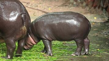 Young pygmy hippo Moo Deng eats leaves with its mother at Khao Kheow Open Zoo in Thailand, showcasing their natural behavior video