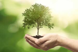 Hand holding a tree with soil and sunlight on green background photo