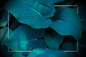 Blue leaves with a square frame in the middle photo