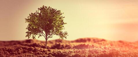 A tree is standing alone in the middle of a field photo