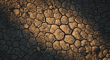 Cracked dry earth with dead roots photo