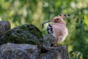 Hoopoe with insect prey perched on mossy rocks. photo