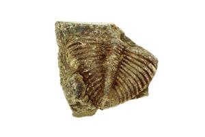 Trilobite fossil detail preserved in ancient rock. photo