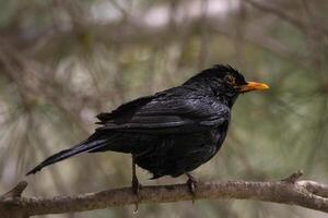 Male blackbird with wet feathers perched on a tree branch. photo
