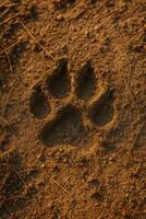 Close-up of Iberian wolf paw print on dry sandy soil, warm light. photo