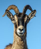A goat with big horns and a blue sky background photo