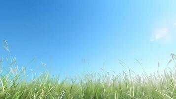 A field of grass with a blue sky in the background photo