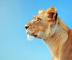 A lion is looking up at something in the sky photo