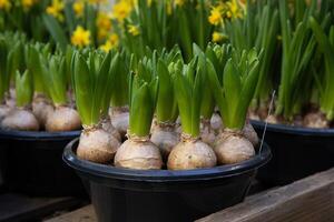 Young Hyacinthus orientalis bulbs planted in the ground - preparation for planting gardening flowers concept. Horizontal. Close-up. photo