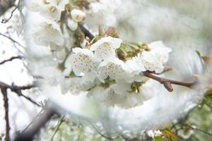 Flowering tree with white blooms in springtime. Photo taken through a magnifying glass. Horizontal. Close-up. Selective focus.