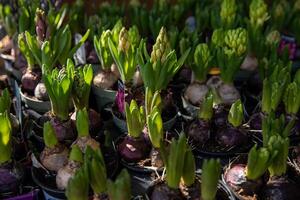 Young Hyacinthus orientalis bulbs in the ground in seedling trays in a garden shop - preparation for planting gardening flowers concept. photo