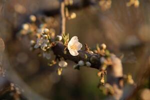 Blooming tree with white blooms in springtime. Horizontal. Close-up. Selective focus. photo