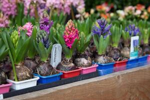 Young Hyacinthus orientalis flowering plant in the ground in seedling trays in a garden shop - preparation for planting gardening flowers concept. Horizontal. Daylight. photo