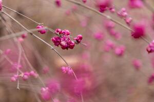 close-up of pink berries on thin branches, blurred natural background creating a soft autumn atmosphere photo