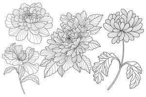 Flower line art drawing with abstract shape. vector