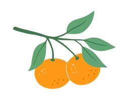 Tangerine with leaves, tree branch, isolated food illustration, abstract fruit art isolated on white vector