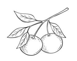 Hand drawn sketch of tangerine fruit branch with leaves. isolated illustration. Engraved style drawing. vector