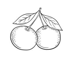 Hand drawn sketch of tangerine fruit with leaves. isolated illustration. Engraved style drawing. vector
