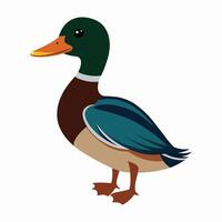 a duck standing on a white background vector