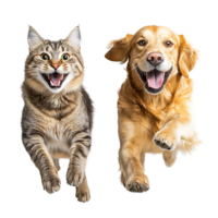 Playful Golden Retriever Puppy with Tabby Cat, Running and Playing Together, Animal Bond Isolated at Transparent Background png
