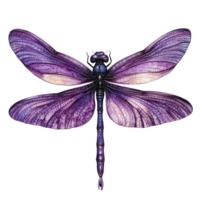 A purple dragonfly on a transparent background png