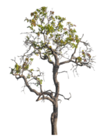 tree isolated on transparent background with clipping path and alpha channel, tropical trees, real tree green leaf. png