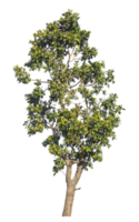 green tree isolated on transparent background with clipping path and alpha channel, tropical trees, real tree green leaf. png