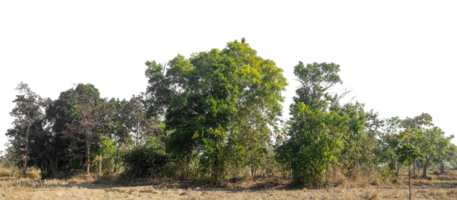 Green Trees isolated on white background. are Forest and foliage in summer for both printing and web pages with cut path and alpha channel, high resolution png