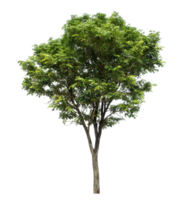 Isolated single green tree isolated on transparent background with clipping path and alpha channel png