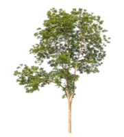Green trees and foliage in summer isolated on transparent background with clipping path and alpha channel. png