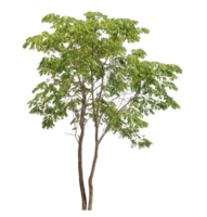Green Trees isolated on white background, Tree and foliage in summer with cut path and alpha channel . png