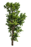 Single green tree isolated on transparent background with clipping path and alpha channel. png